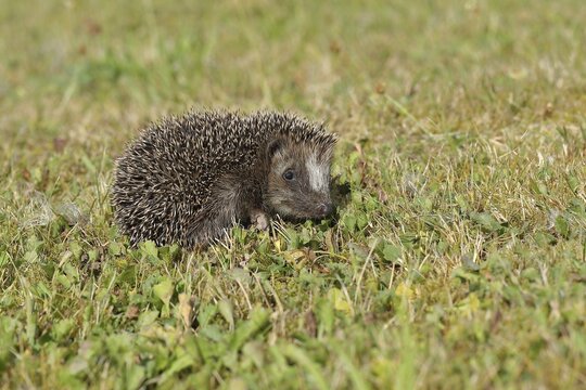 European hedgehog (erinaceus europaeus), juvenile, walking on a meadow orchard, Wilnsdorf, North Rhine-Westphalia, Germany