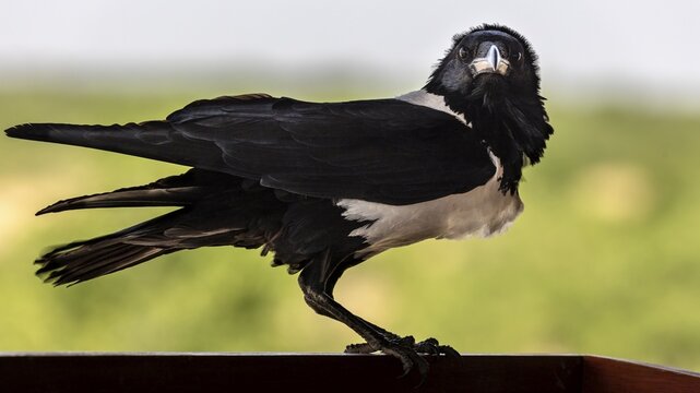 Pied crow (Corvus albus), Namibia