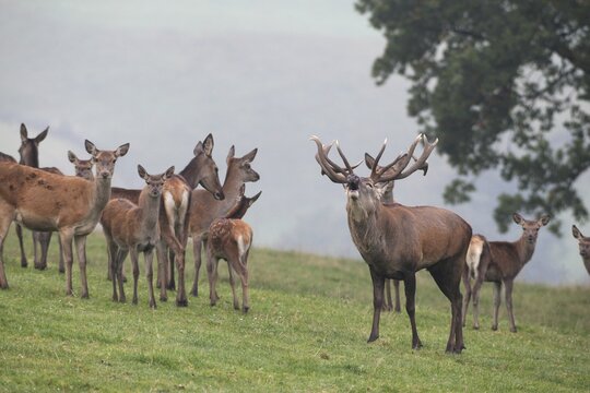 Red deer (Cervus elaphus) roaring with its herd in a mountain meadow during the rut, Allg&auml;u, Bavaria, Germany