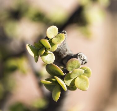 Dollar Plant (Zygophyllum stapfii), Namibia