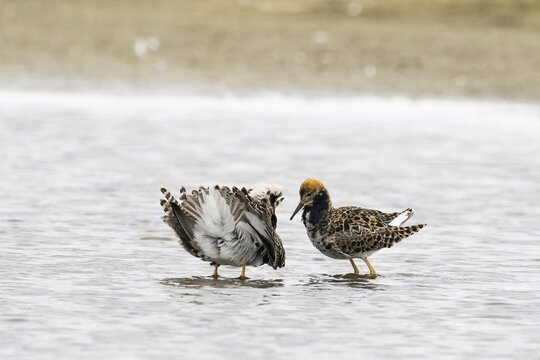 Ruff (Philomachus pugnax), courtship behaviour, Texel, North Holland, Netherlands
