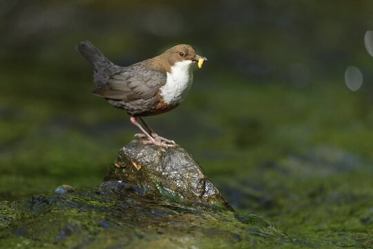 White-breasted dipper (Cinclus cinclus ) with food in the beak on a stone, Bach, Blomberg, North Rhine-Westphalia, Germany