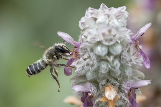 Leafcutter bee, brown-footed leafcutter, colorful leafcutter bee, hymenoptera, megachile versicolor, megachilidae, different colors leafcutter bee, insects, wild bees