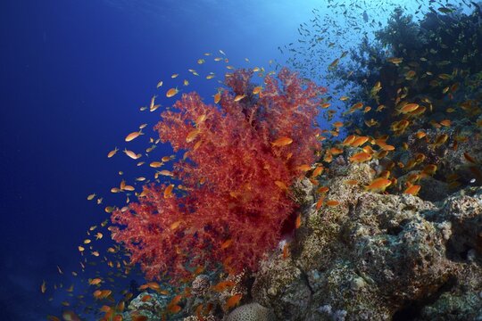 Hemprich's tree coral (Dendronephthya hemprichi) and shoal, group of sea goldie (Pseudanthias squamipinnis) against the light, St. John's Reef dive site, Red Sea, Egypt