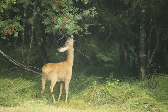Roe deer (Capreolus capreolus) doe nibbling leaves and red berries of rowan (Sorbus aucuparia) Allg&auml;u, Bavaria, Germany, Allg&auml;u, Bavaria, Germany