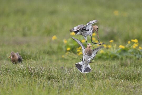 Black-tailed godwits (Limosa limosa), fighting, Lower Saxony, Germany