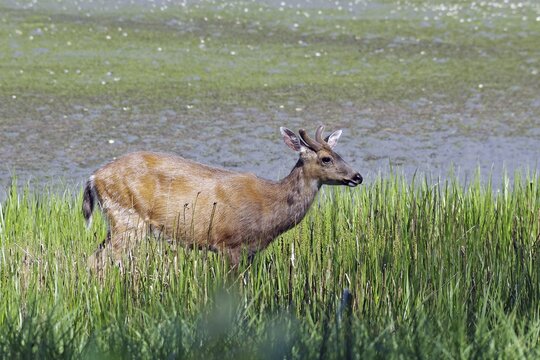 A deer stands quietly in the tall grass, surrounded by nature, Ucluelet, Vancouver Island, British Columbia, Canada