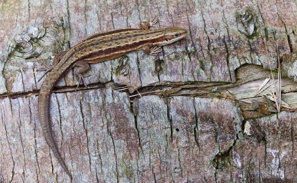 Mountain lizard, Lacerta vivipara, bog lizard, viviparous lizard, zootoca vivipara, common lizard, lizards, reptilia, reptiles