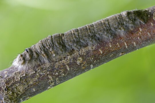 Gastropacha populifolia, hen, large poplar hen, lasiocampidae, poplar hen, mealyworm, butterfly, camouflage, inchworm, insects, moths, moths, moths, moth, poplar moth, caterpillar, butterfly, camouflage