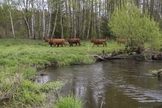 Artiodactyla, Bavaria, Bos Taurus sspec.5, cattle, even-toed ungulate, Upper Palatinate, cloven-hoofed animals, Rotes H&ouml;henvieh, Tirschenreuth, Waldnaab, Waldnaabaue, wild willows Waldnaabaue, domesticated animals, extensive grazing, pet, mammals, cattle, mammals