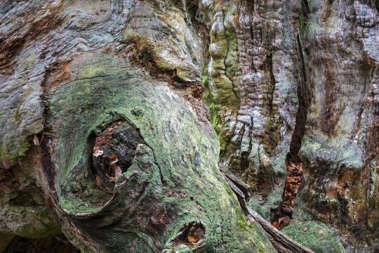 Structures in the weathered wood on a dead tree trunk, Sababurg primeval forest, Reinhardswald nature park Park, Hesse, Germany
