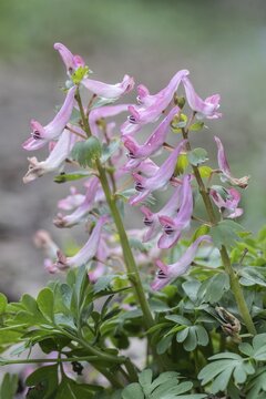 Corydalis solida (Corydalis solida), Emsland, Lower Saxony, Germany