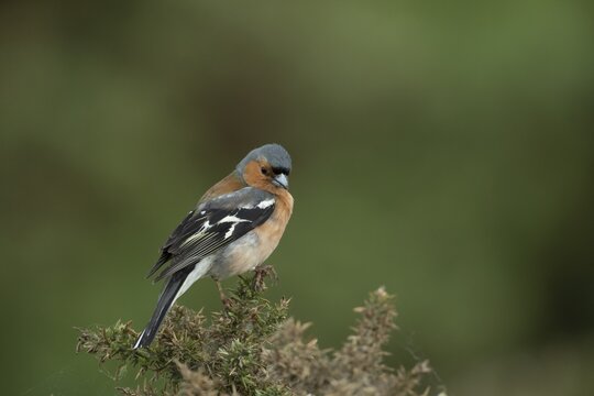 Eurasian chaffinch (Fringilla coelebs) adult male garden bird on a gorse bush in summer, Suffolk, England, United Kingdom