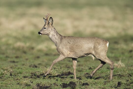 European roe deer (Capreolus capreolus), roebuck, changing hair, Vechta, Lower Saxony, Germany