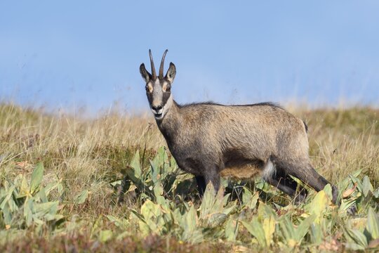 Chamois (Rupicapra rupicapra) in autumn, Vosges, France