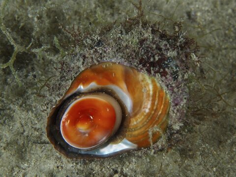 Orange-red turban snail (Bolma rugosa) with intricate texture and a bright orange centre, on the seabed. Dive site: Hausriff, Stoja, Pula, Croatia, Mediterranean Sea