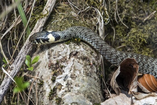 Snake, grass snake (Natrix natrix), juvenile, Oberallg&auml;u, Allg&auml;u, Bavaria, Germany