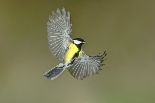Great tit (Parus major) in flight, flight photo, North Rhine-Westphalia, Germany