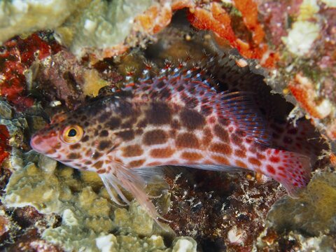 Red patterned Coral hawkfish (Cirrhitichthys oxycephalus) hiding among colourful corals, dive site SD, Nusa Ceningan, Nusa Penida, Bali, Indonesia