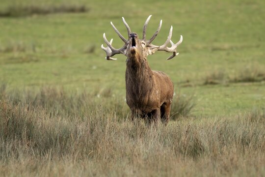 Red deer (Cervus elaphus), deer roaring during the rut