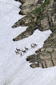 Alpine ibex (Capra ibex), group standing in a snow field, Toggenburg, Canton St. Gallen, Switzerland, Europe