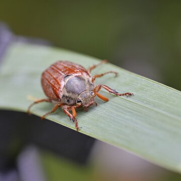 Wood cockchafer (Melolontha hippocastani), male, walking on a leaf of a broad-leaved bulrush (Typha latifolia), Wilnsdorf, North Rhine-Westphalia, Germany