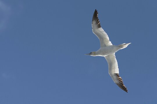 Northern gannet (Morus bassanus) in flight, North Sea