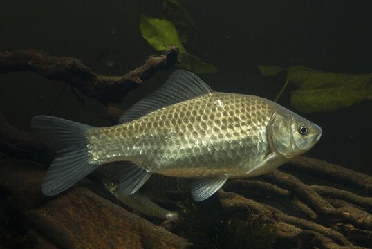 Carassius gibelio, pediment, prussian carp, silver carp, fish, fishes, pisces