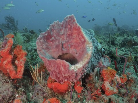 Giant barrel sponge (Xestospongia muta), dive site Paul's Reef, reef, Riviera Beach, Florida, USA