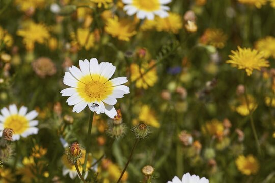 Spring in Crete, broom bushes, rocks, spring meadow, Myrtos, south coast, east Crete, island of Crete, Greece