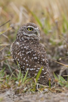 Burrowing owl (Athene cunicularia), Florida, USA