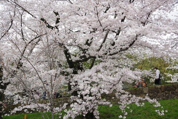 Cherry blossom tree in full bloom with fresh green foliage © 河合　秀泰