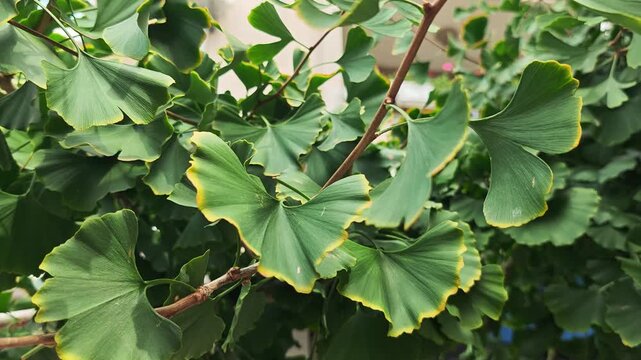 Close up video of fan shaped green Ginkgo biloba leaves with delicate yellow edges on a woody branch. Natural sunlight highlights the foliage and intricate leaf veins against a lush garden background.