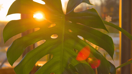 CLOSE UP, LENS FLARE: Large monstera leaf glowing in golden morning sunlight © helivideo