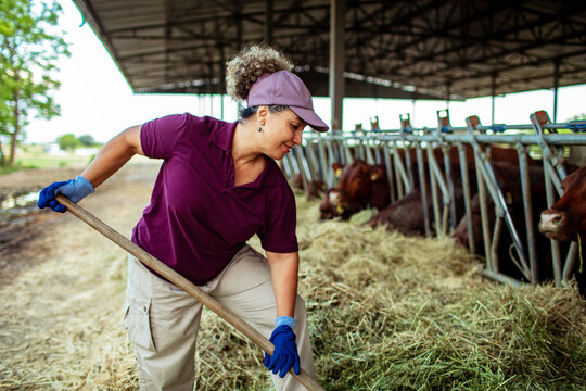 Woman farmer spreading hay to feed cows in barn