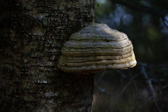Tinder fungus (Fomes fomentarius) growing on a birch tree trunk in a dark forest with blurred bokeh background
