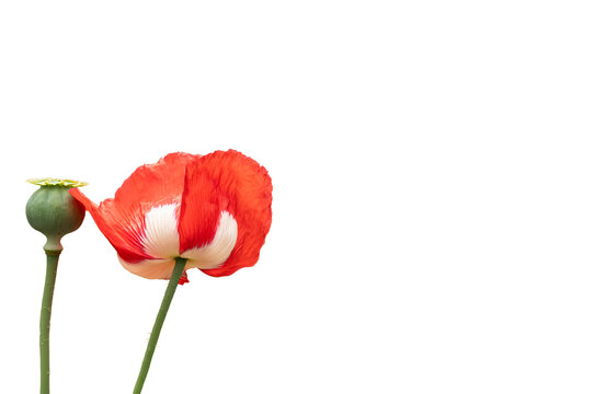 An open poppy flower with vibrant red petals, standing side by side on its green stems, and a green poppy capsule, set against a transparent background.