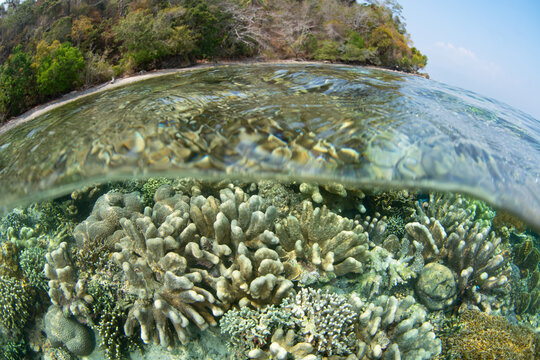 Fragile, healthy corals cover a shallow reef at Proco Island near Halmahera, Indonesia. This area harbors the greatest marine biodiversity on Earth and is a destination for diving and snorkeling.