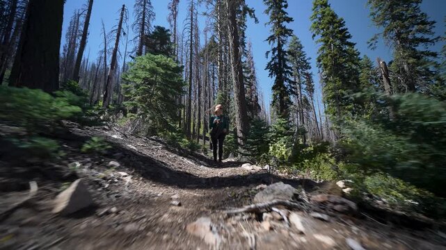 Explore the rugged landscape of charred sequoias and burn piles in Californias Sequoia National Monument.