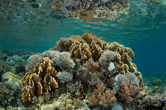 Fragile, healthy corals cover a shallow reef at Proco Island near Halmahera, Indonesia. This area harbors the greatest marine biodiversity on Earth and is a destination for diving and snorkeling.
