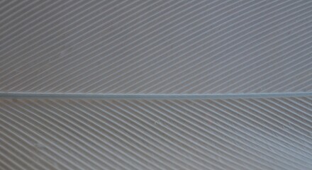Macro detail of a white feather with a horizontal shaft and fine diagonal lines © Noelia