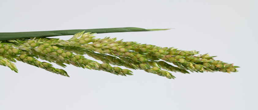Close-up of an ear of common barnyard grass (Echinochloa crus-galli), isolated against a white background