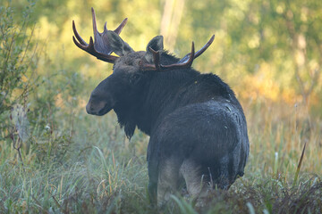  Łoś (Alces alces) moose  © Bartosz Rakoczy