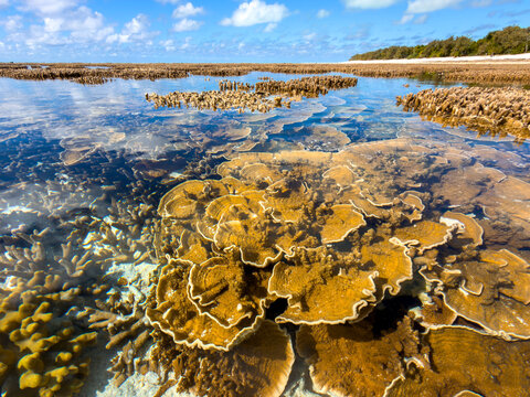 Pristine coral reef beneath crystal clear tidal water with cloud reflections at Heron Island, Queensland, Australia.