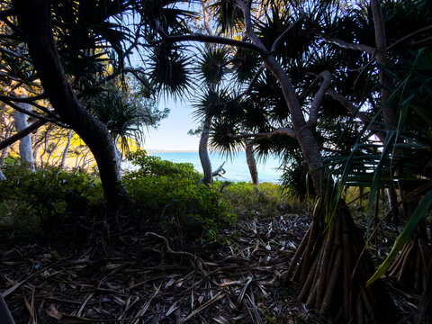Coastal vegetation overlooks the rocky shoreline and calm ocean at sunrise at Noosa Head, Noosa National Park, Queensland, Australia.