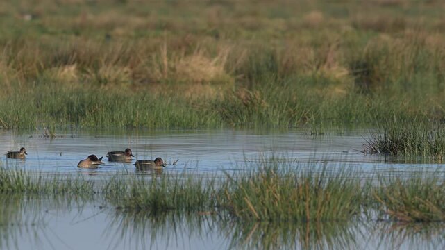 Eurasian Teal, Anas crecca, birds in spring courtship on marshes