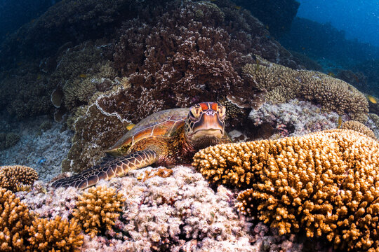 A green sea turtle rests on dense branching coral at Heron Island on the Great Barrier Reef, Queensland, Australia.