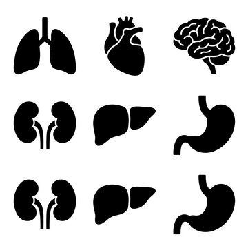Black human internal organs icons set on bright background