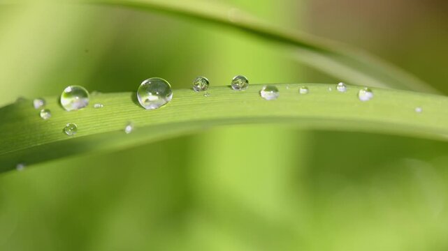 Lily leaf with water droplets, Lilium, macro photograph, Austria