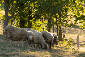 Sheep grazing beneath trees in warm morning sunlight in the Silesian Beskids, Poland © Piotr Szpakowski